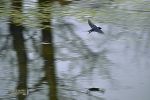 Golondrina sobre el Rio Tuerto.jpg